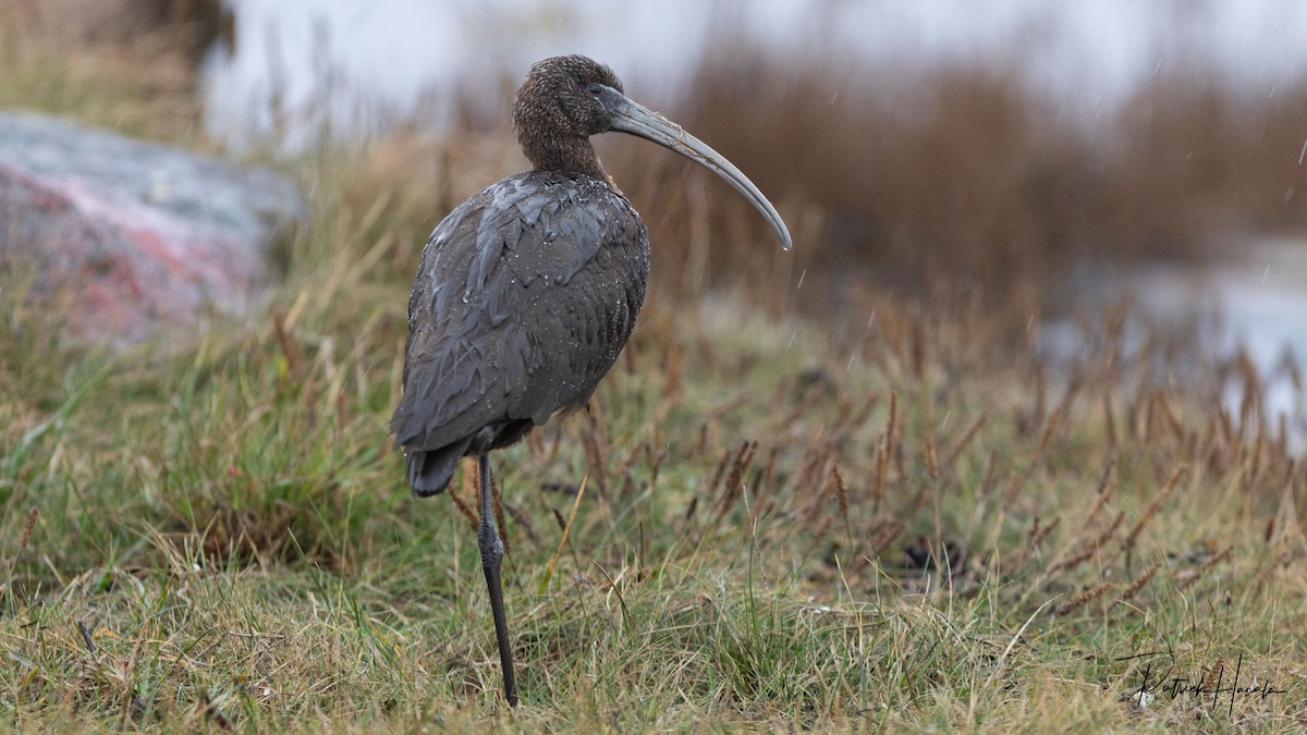 彩䴉 - ML644810102