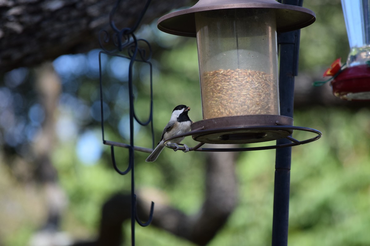 Carolina Chickadee - ML644810114