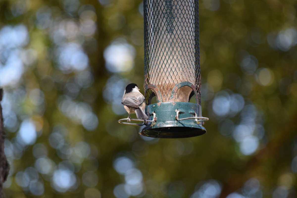 Carolina Chickadee - ML644810115