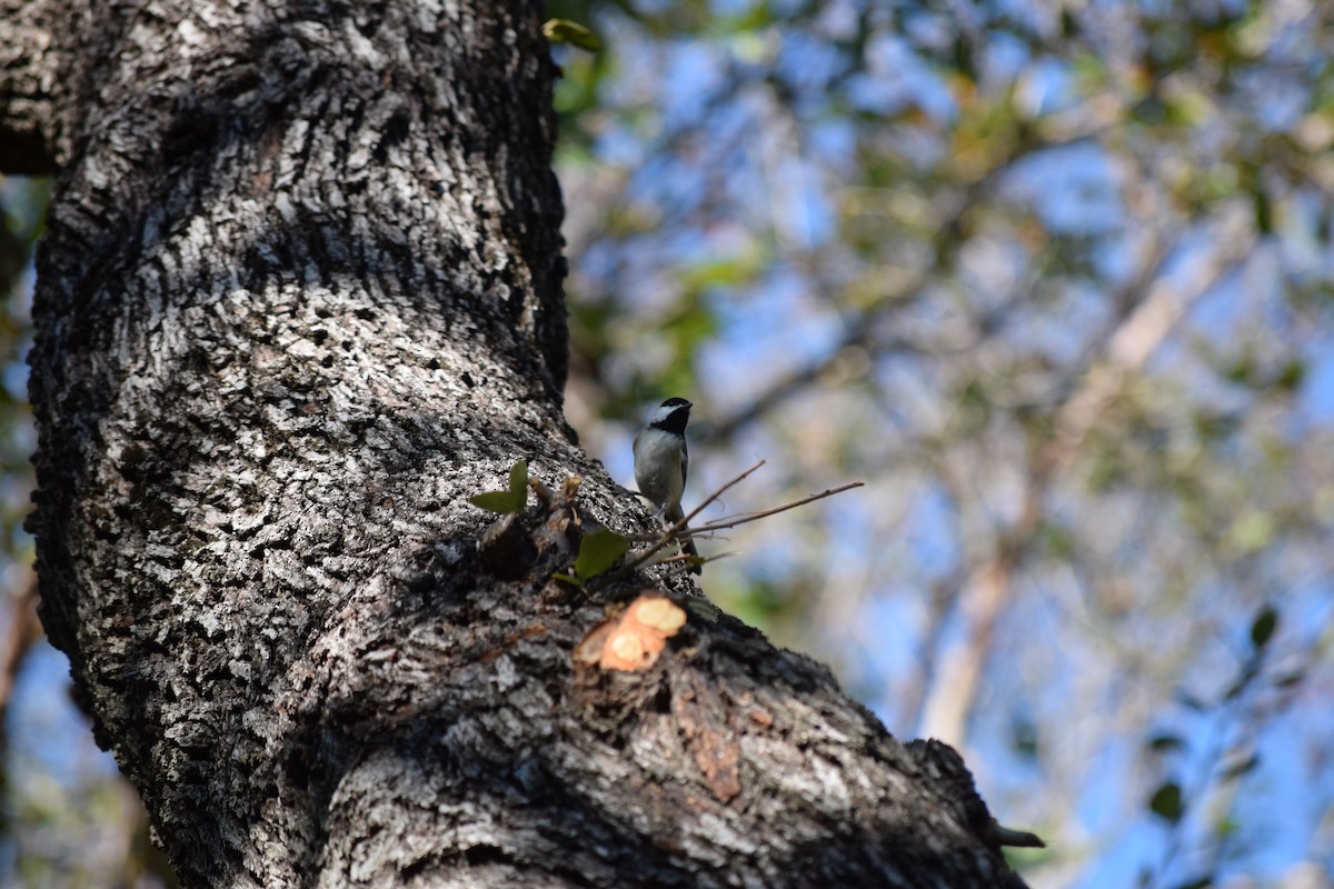 Carolina Chickadee - ML644810116