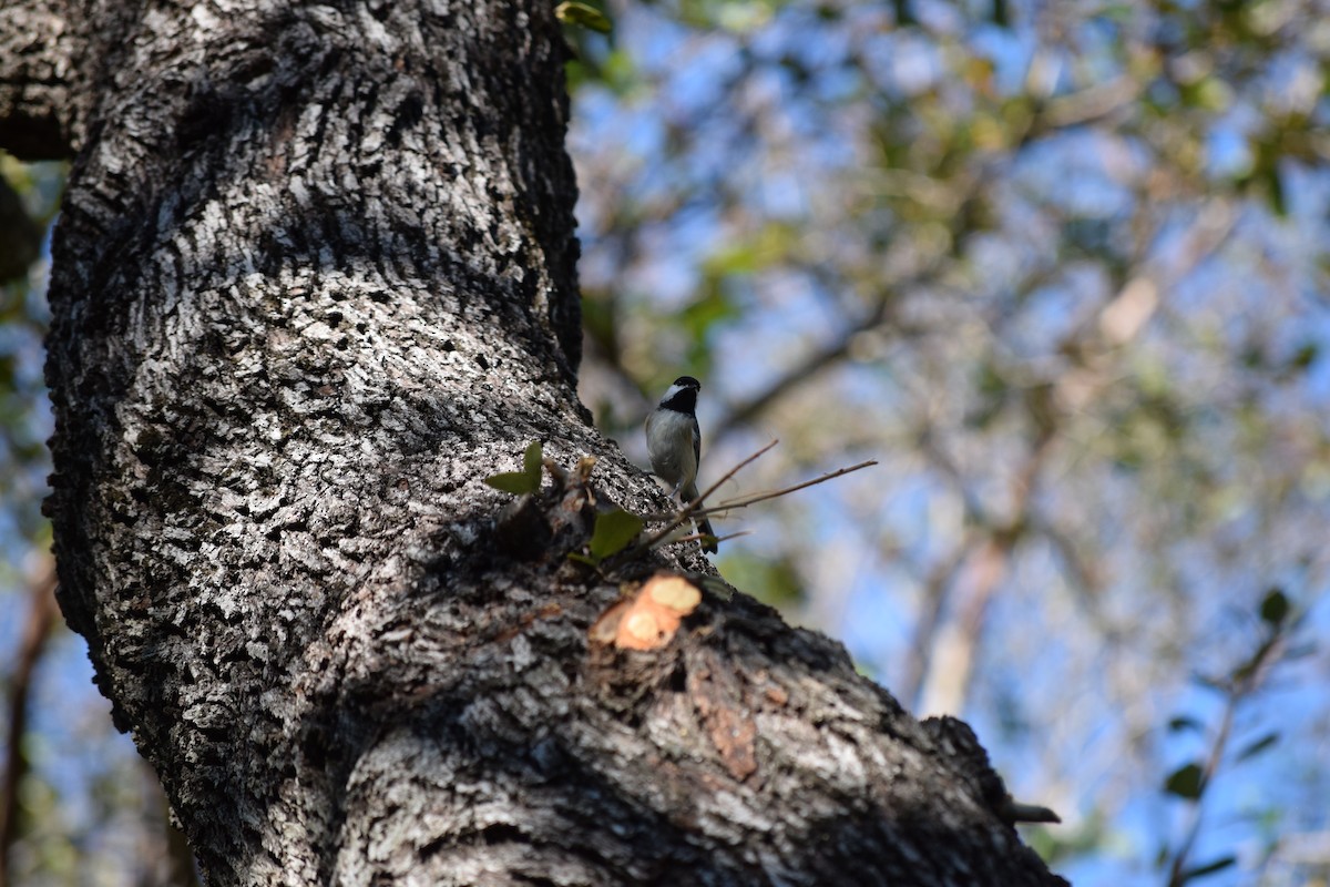 Carolina Chickadee - ML644810117