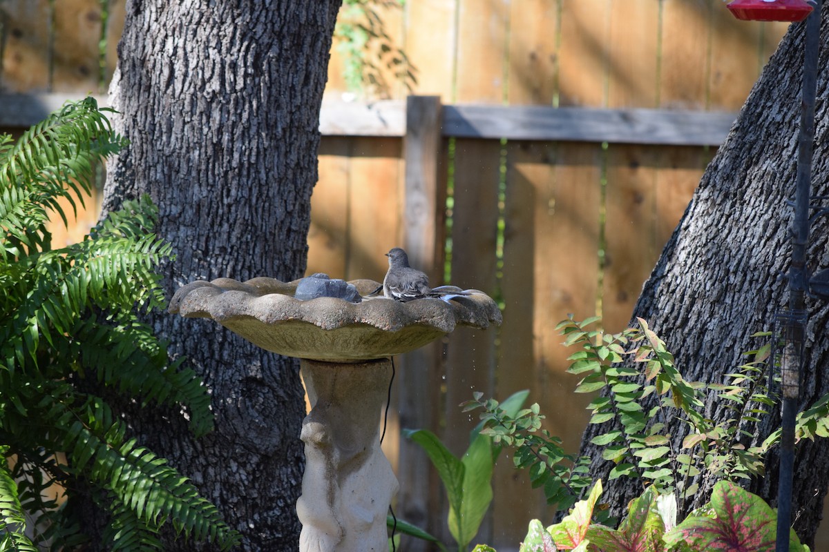 Northern Mockingbird - ML644810130