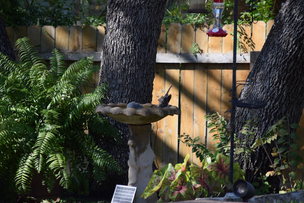 Northern Mockingbird - ML644810131