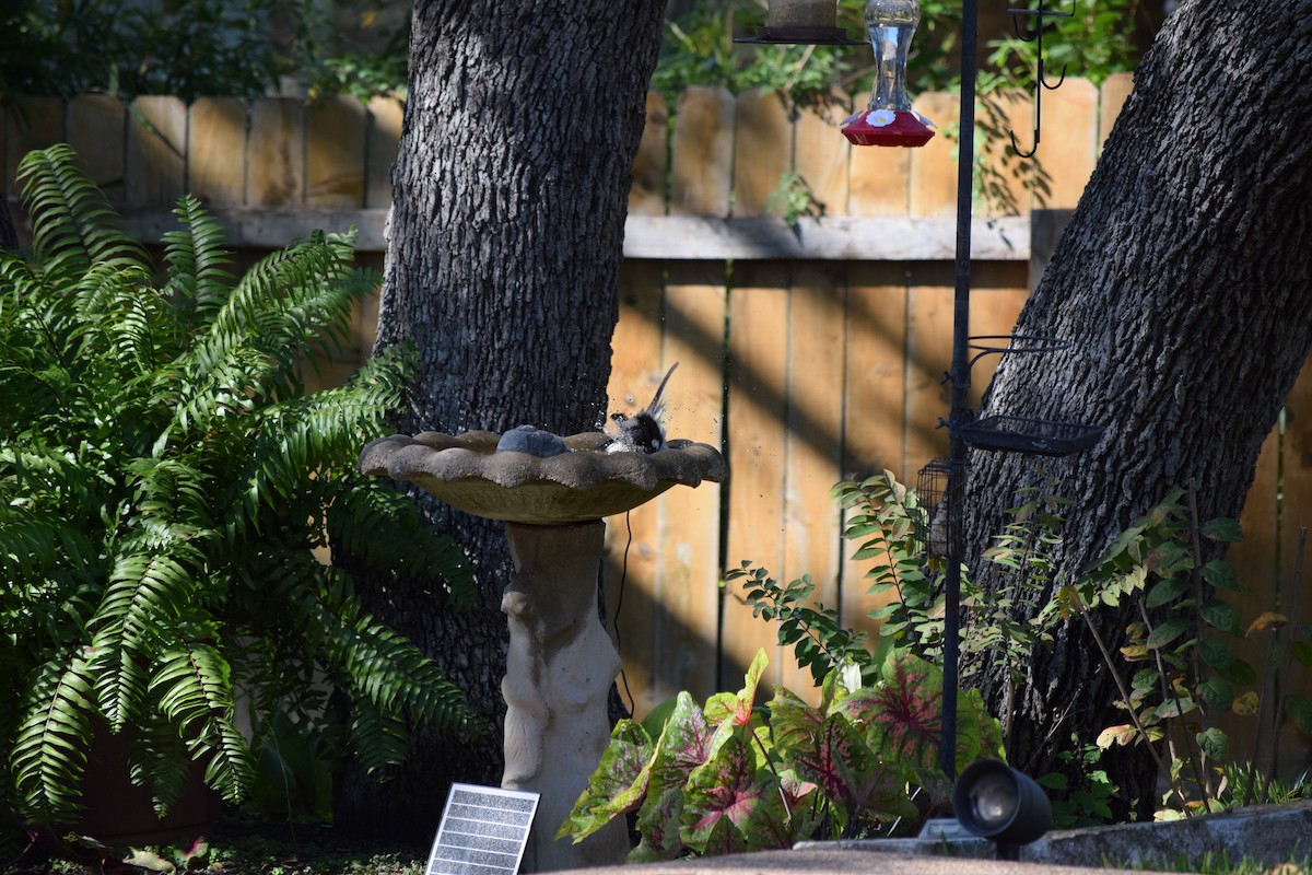 Northern Mockingbird - ML644810132