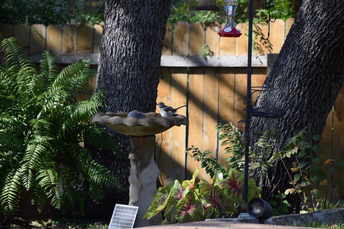 Northern Mockingbird - ML644810133