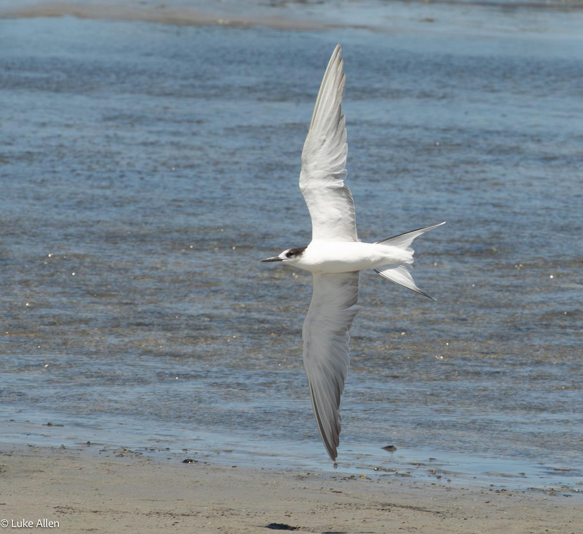 燕鷗 - ML644810137