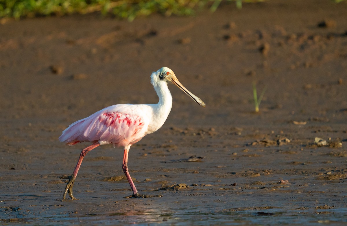 Roseate Spoonbill - ML644810140