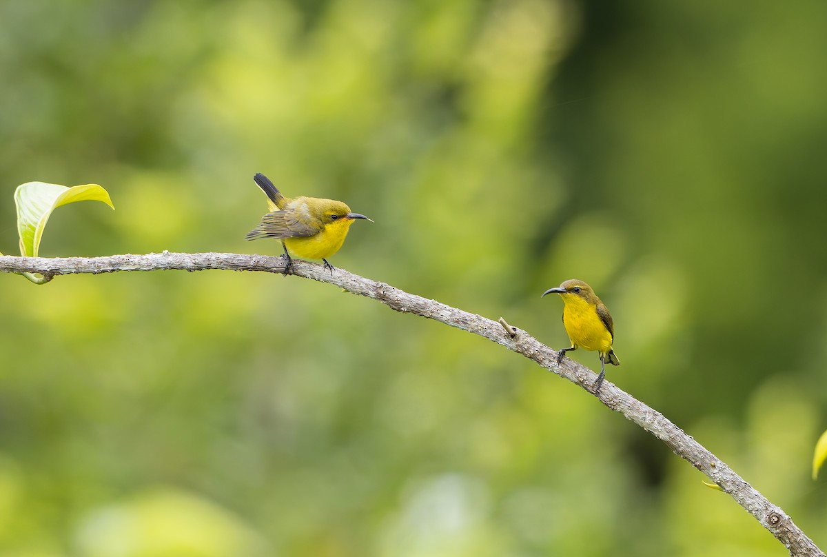 Sahul Sunbird - ML644810141