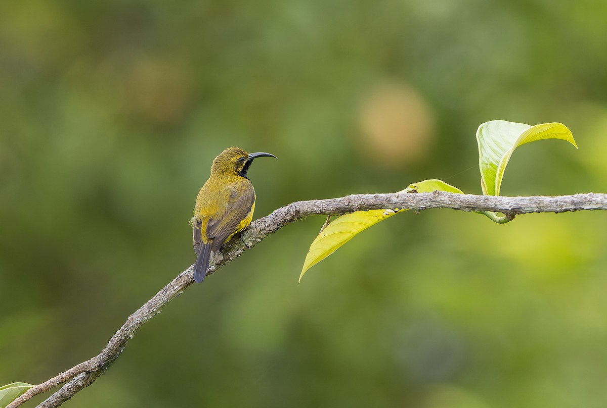 Sahul Sunbird - ML644810142