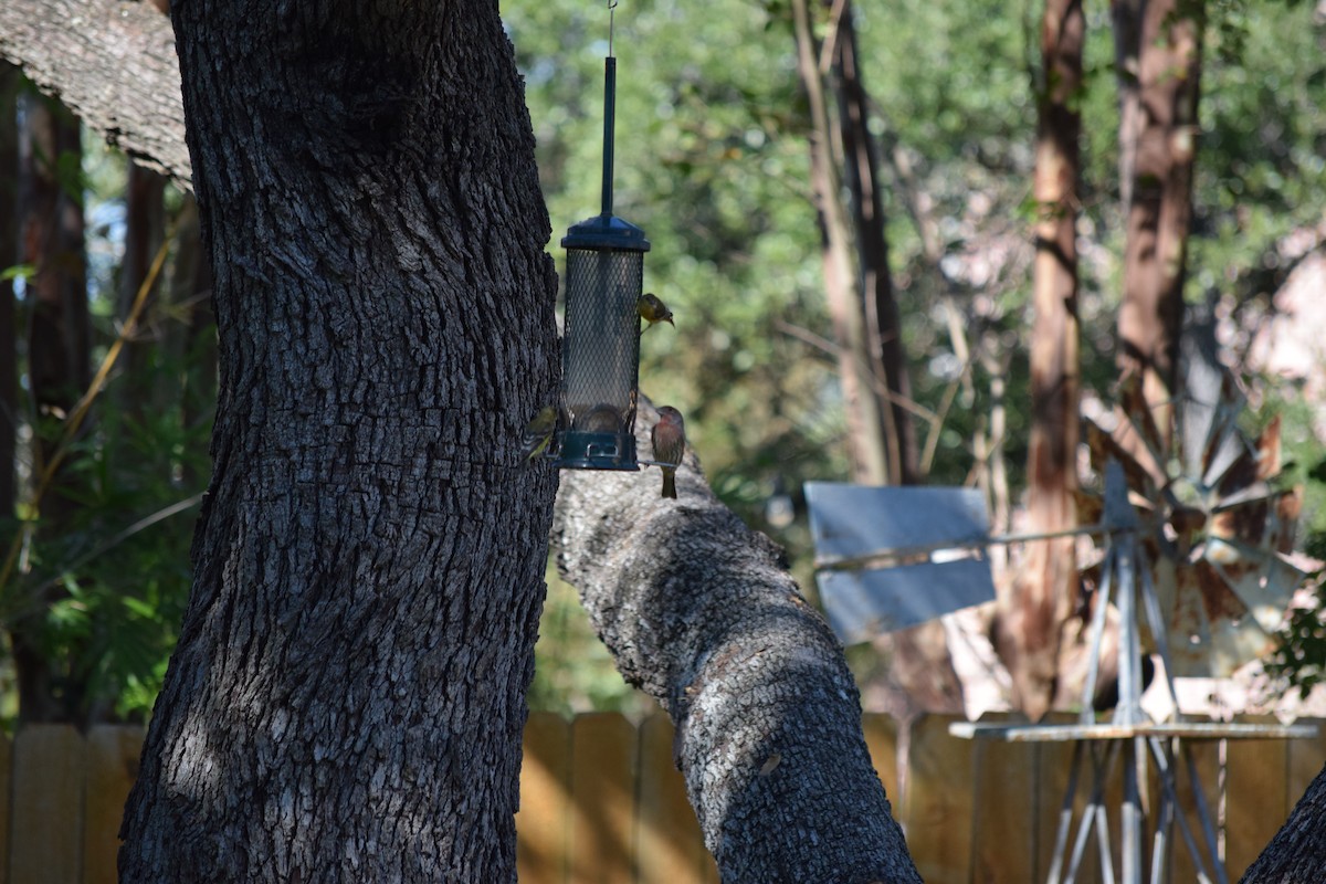 House Finch - ML644810144