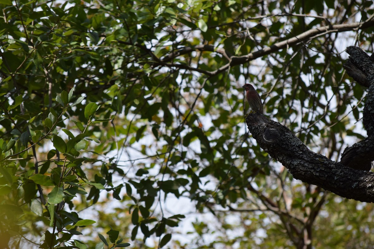 House Finch - ML644810145