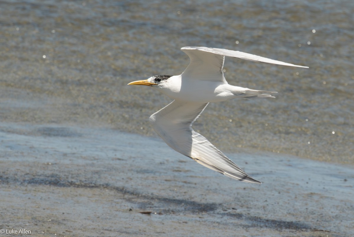 鳳頭燕鷗 - ML644810149