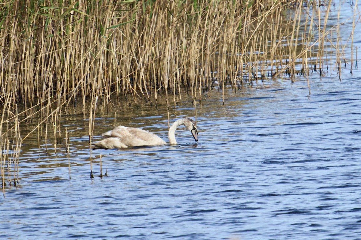 Mute Swan - ML644810155