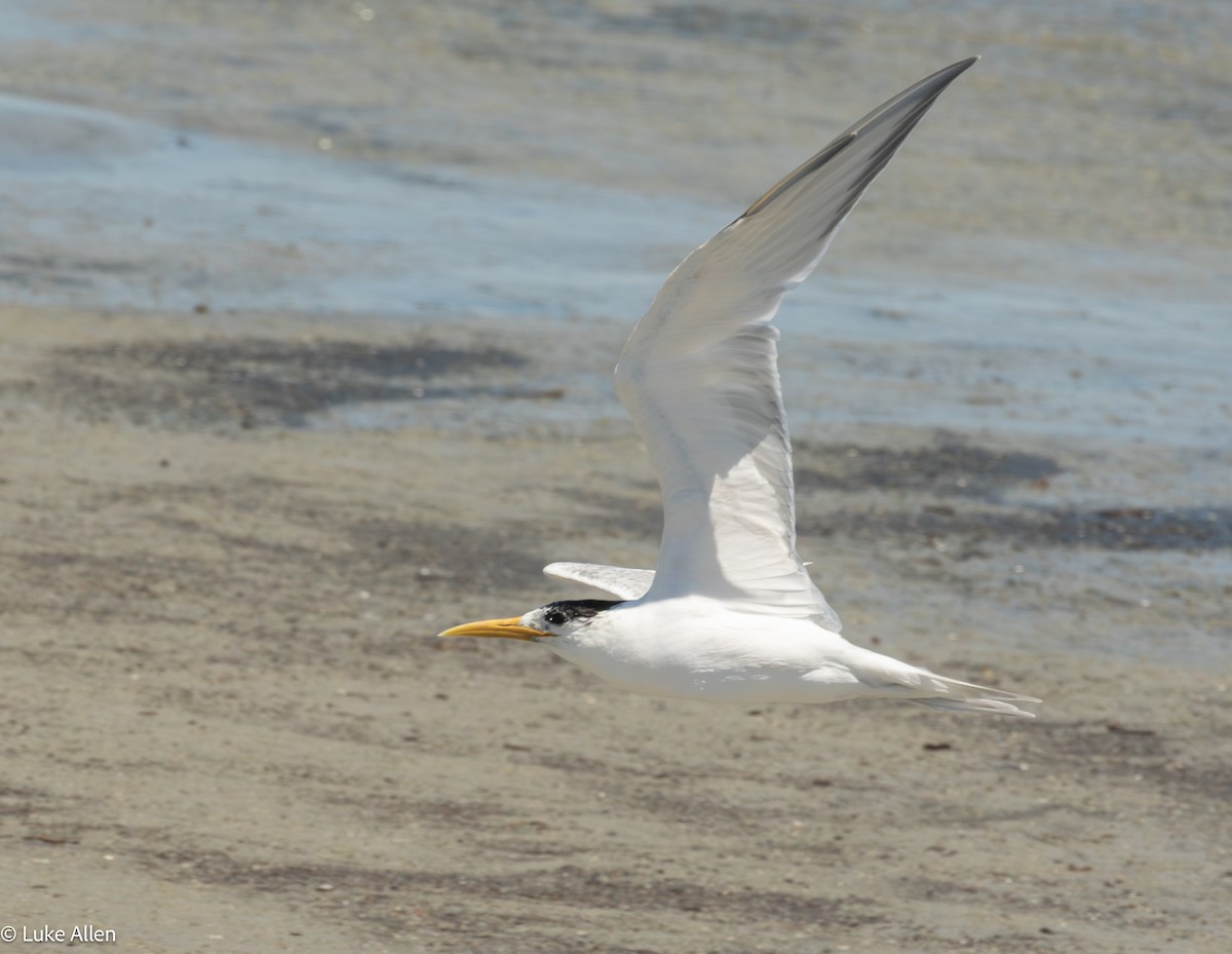 鳳頭燕鷗 - ML644810160