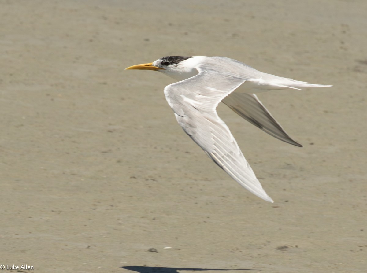 Great Crested Tern - ML644810162