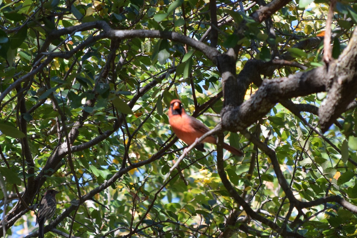 Northern Cardinal - ML644810163
