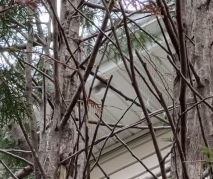 Red-breasted Nuthatch - ML644810164