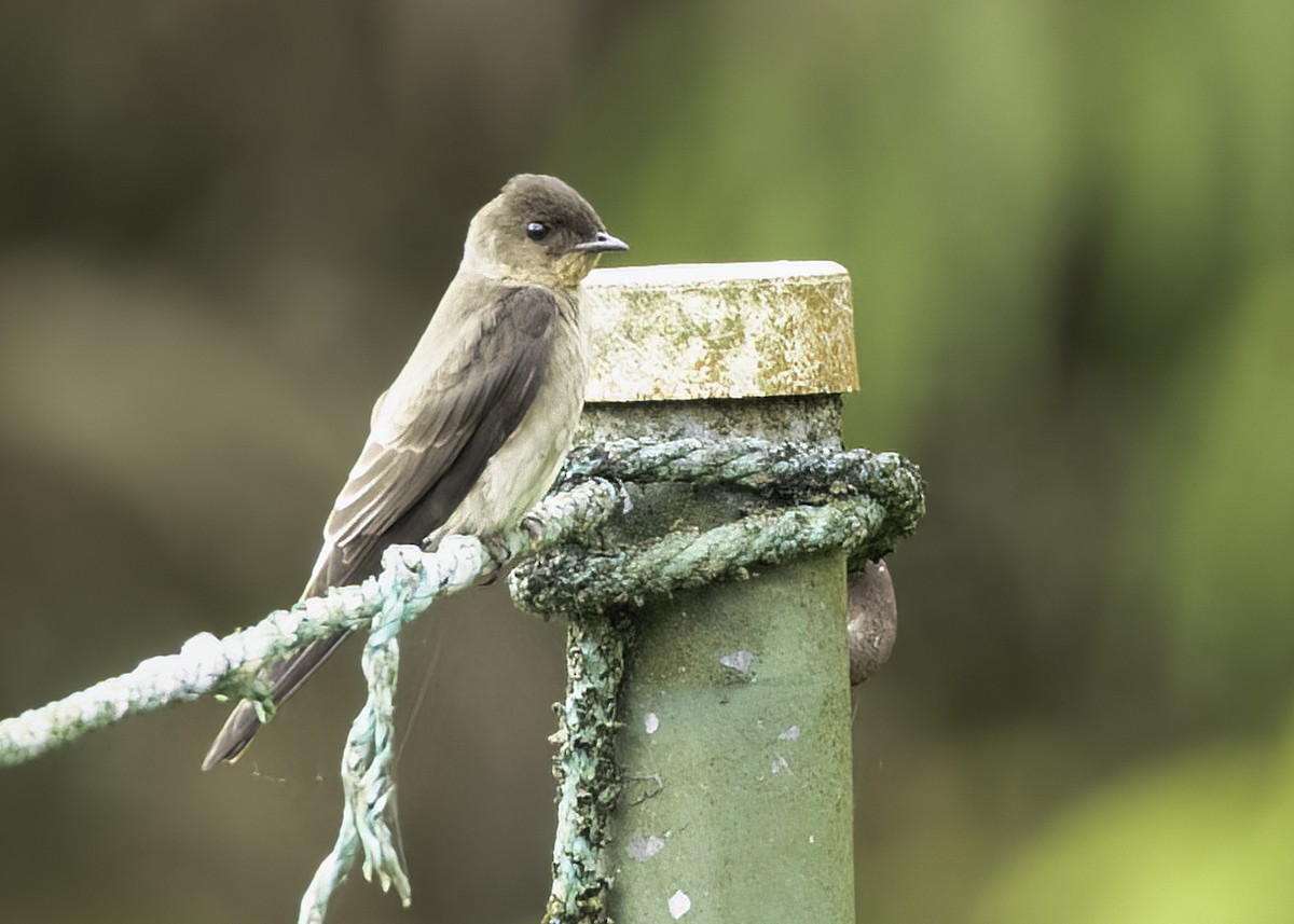 Southern Rough-winged Swallow - ML644810166