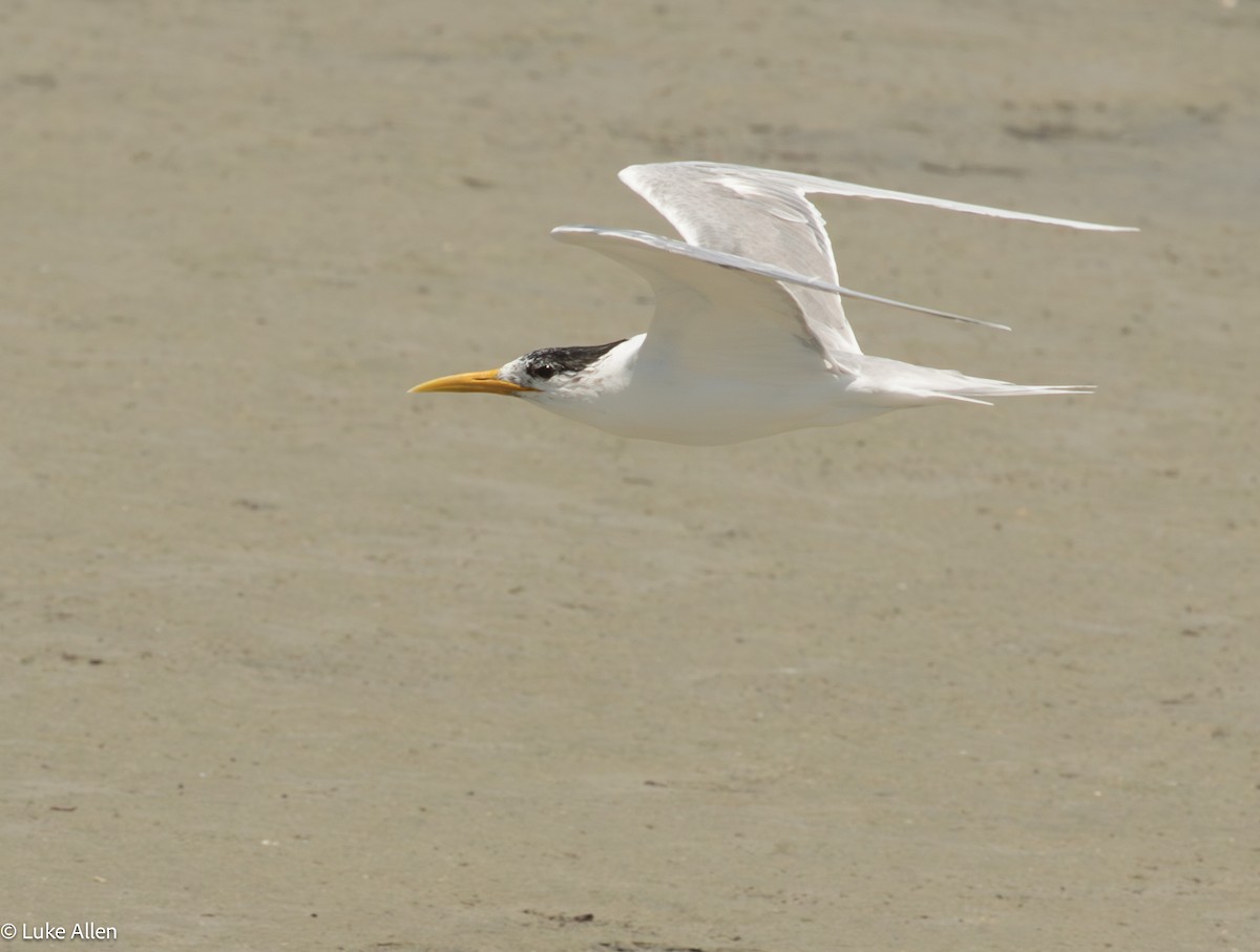 Great Crested Tern - ML644810167