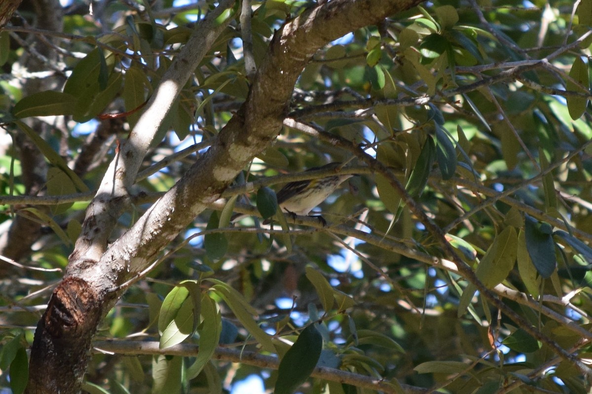 Yellow-rumped Warbler - ML644810169