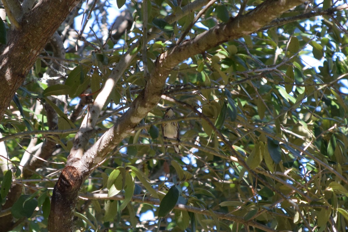 Yellow-rumped Warbler - ML644810170