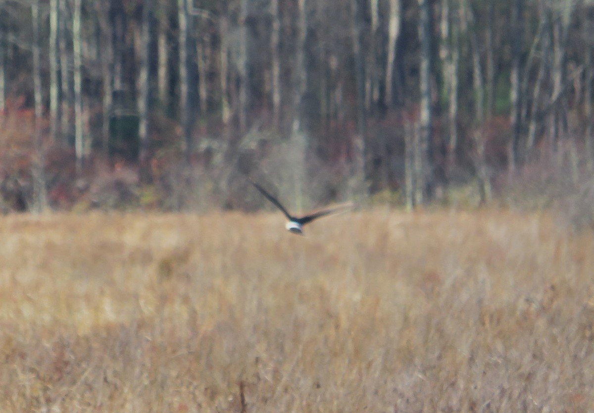 Northern Harrier - ML644810171