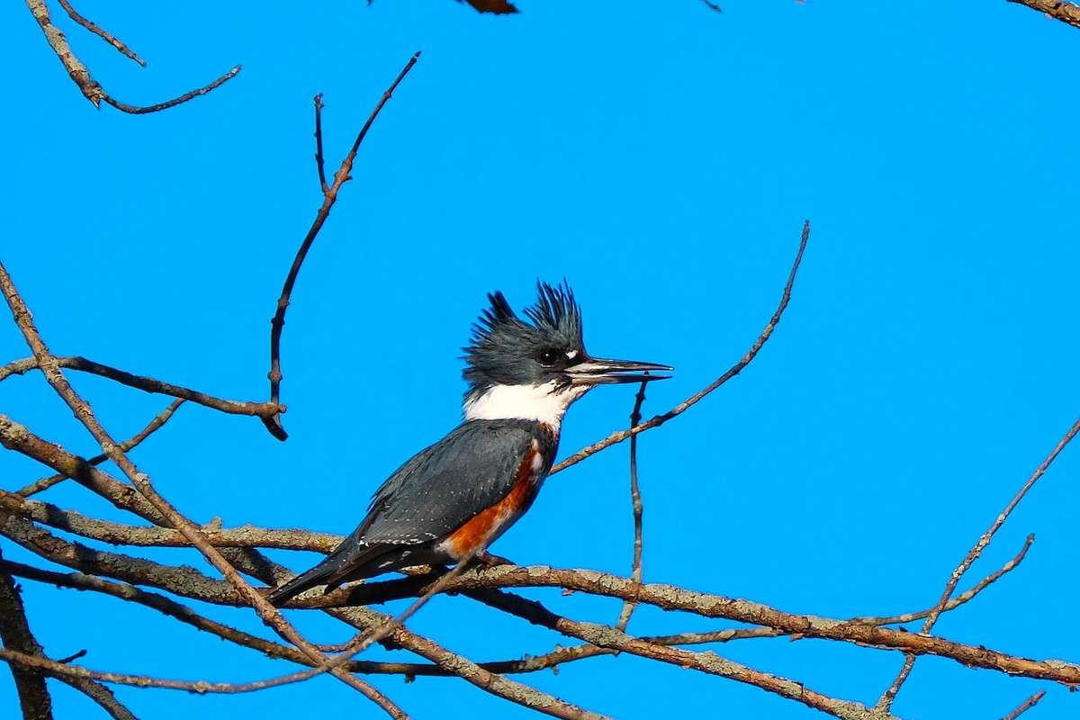 Belted Kingfisher - ML644810174