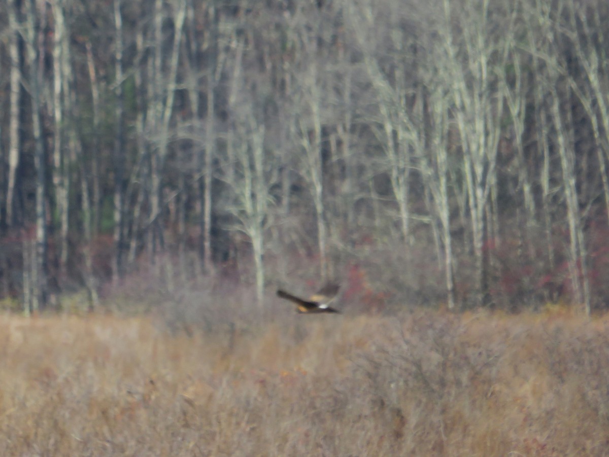 Northern Harrier - ML644810175
