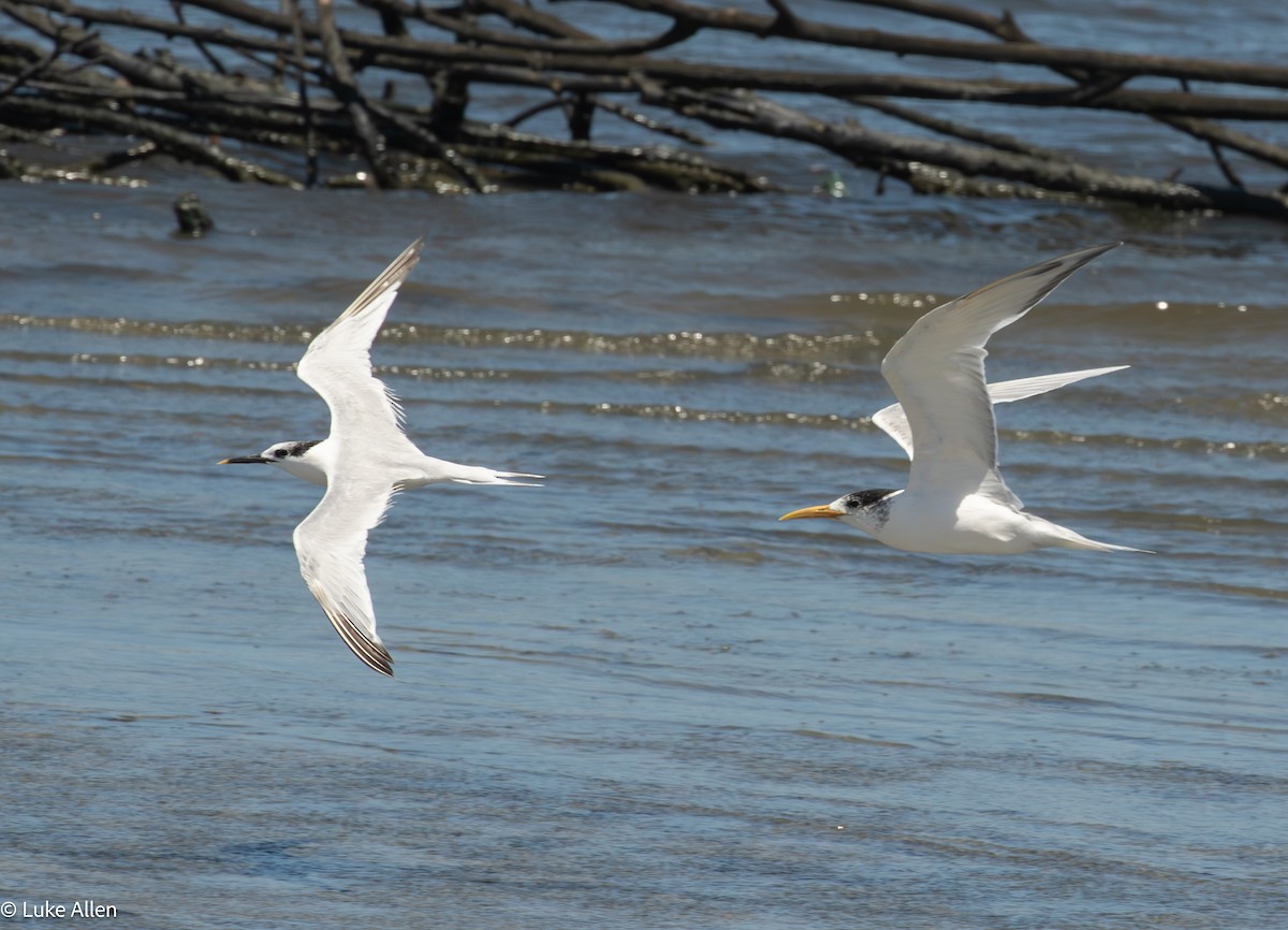 白嘴端燕鷗(sandvicensis) - ML644810176
