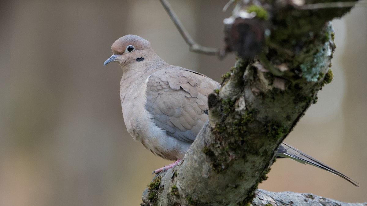 Mourning Dove - ML644810178