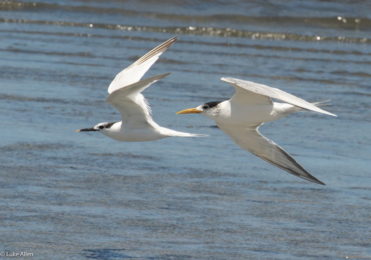 白嘴端燕鷗(sandvicensis) - ML644810180