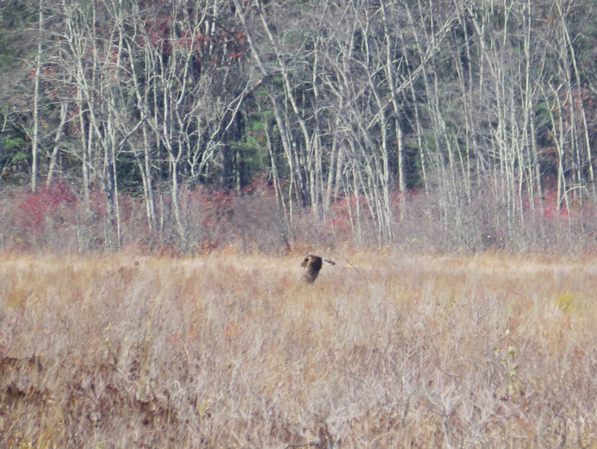 Northern Harrier - ML644810182