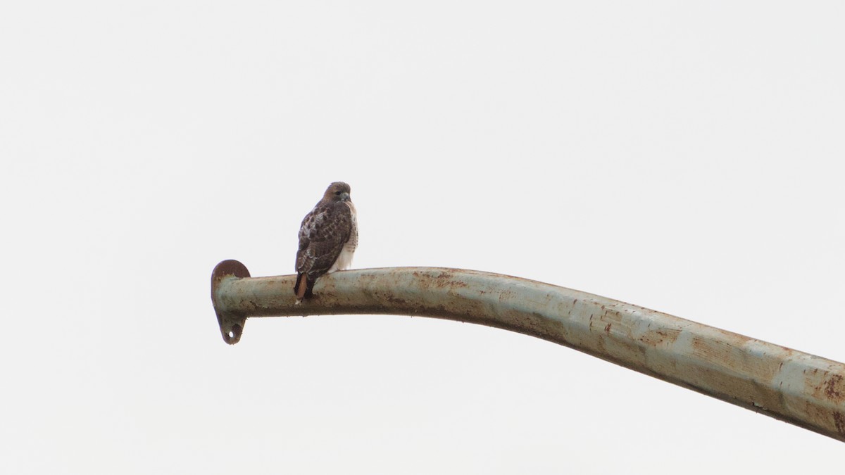 Red-tailed Hawk - ML644810183