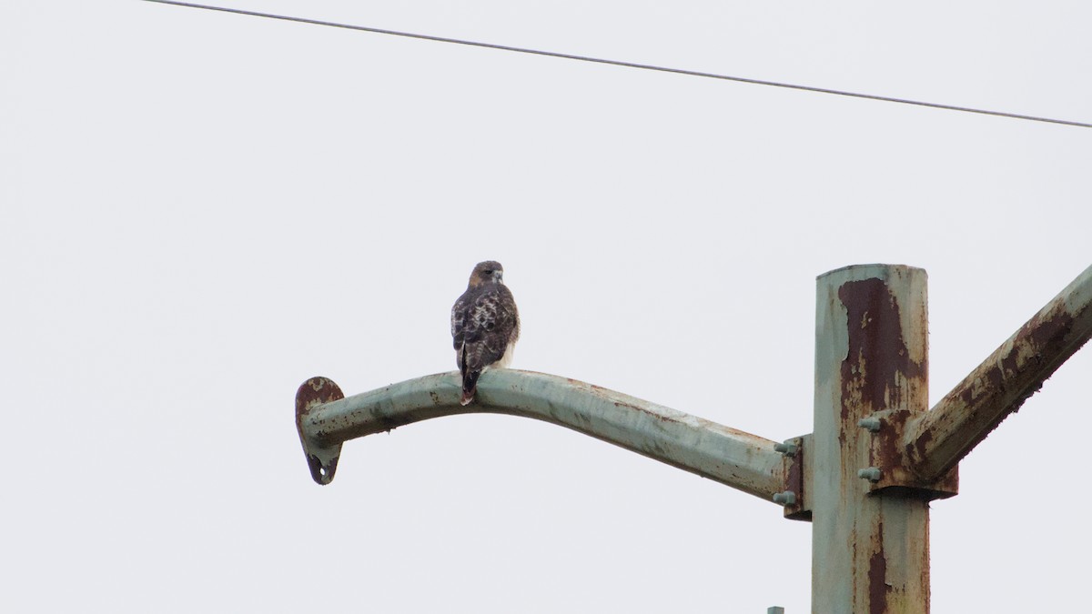 Red-tailed Hawk - ML644810184