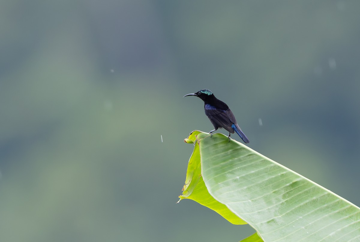 Black Sunbird (Moluccan) - ML644810185