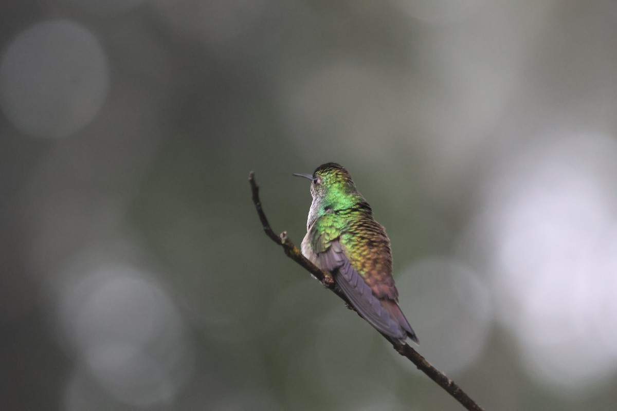 Rufous-tailed Hummingbird - ML644810186