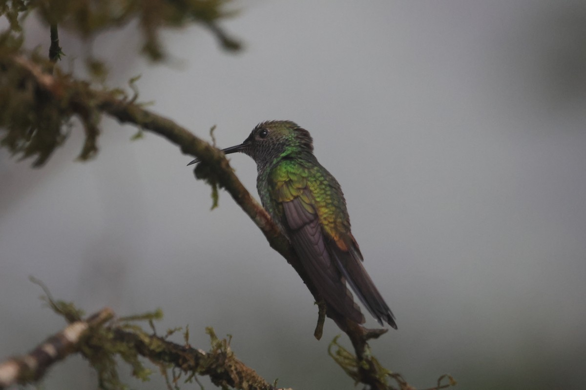 Rufous-tailed Hummingbird - ML644810187