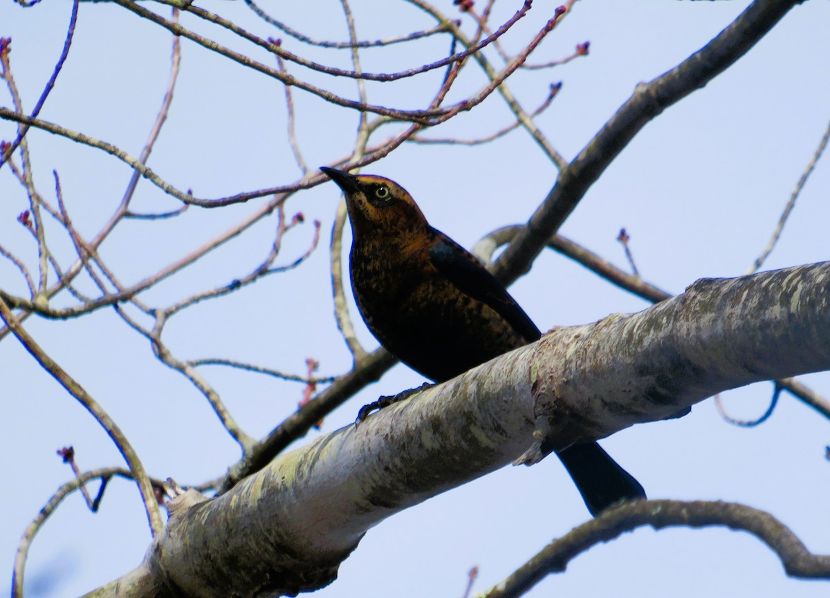 Rusty Blackbird - ML644810188