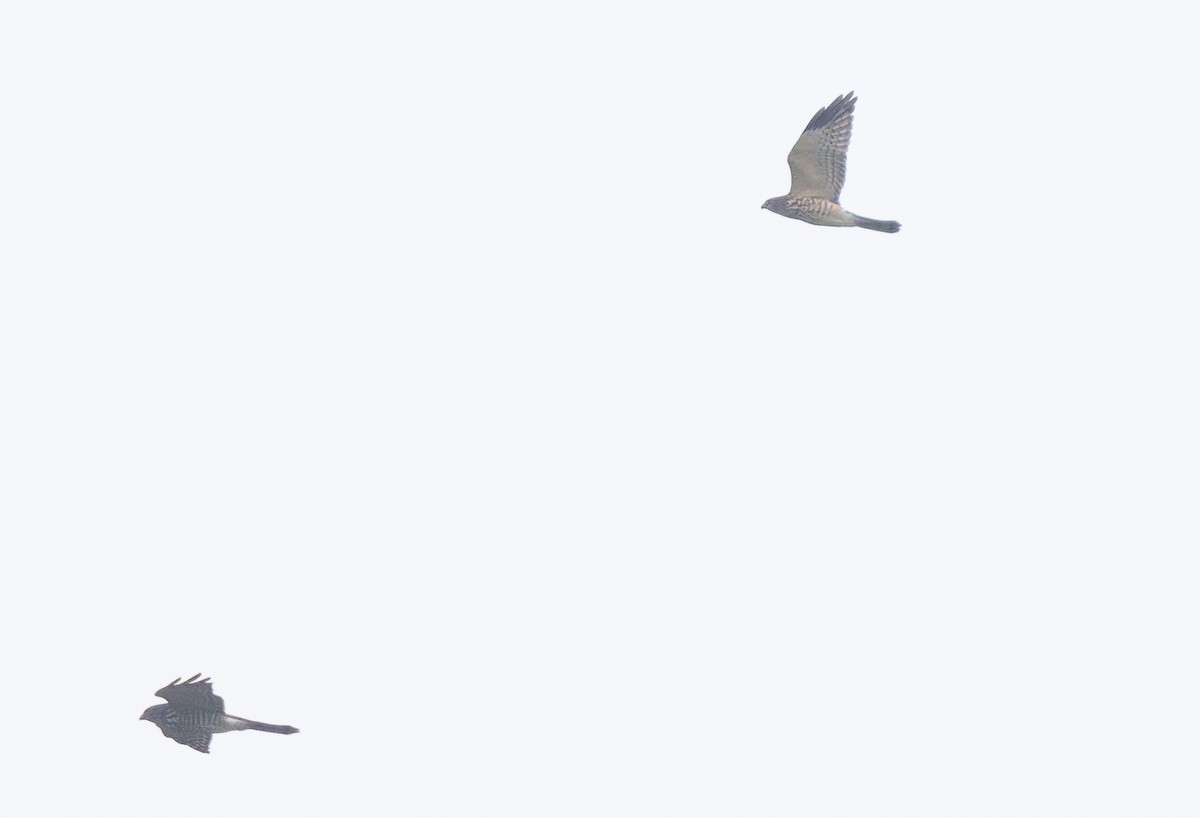 Chinese Sparrowhawk - ML644810189