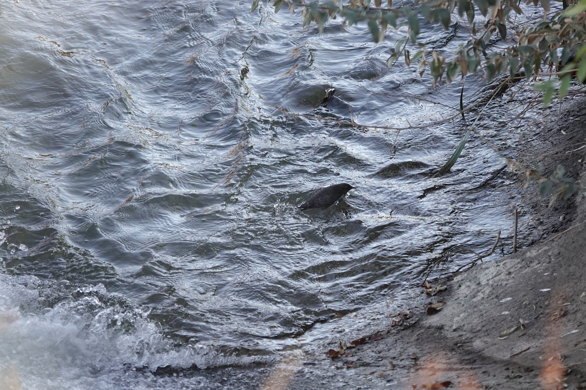 American Dipper - ML644810190