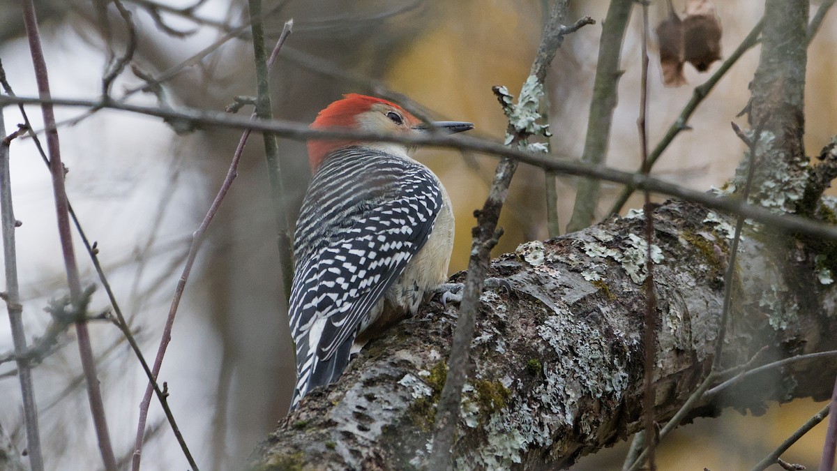 Red-bellied Woodpecker - ML644810192