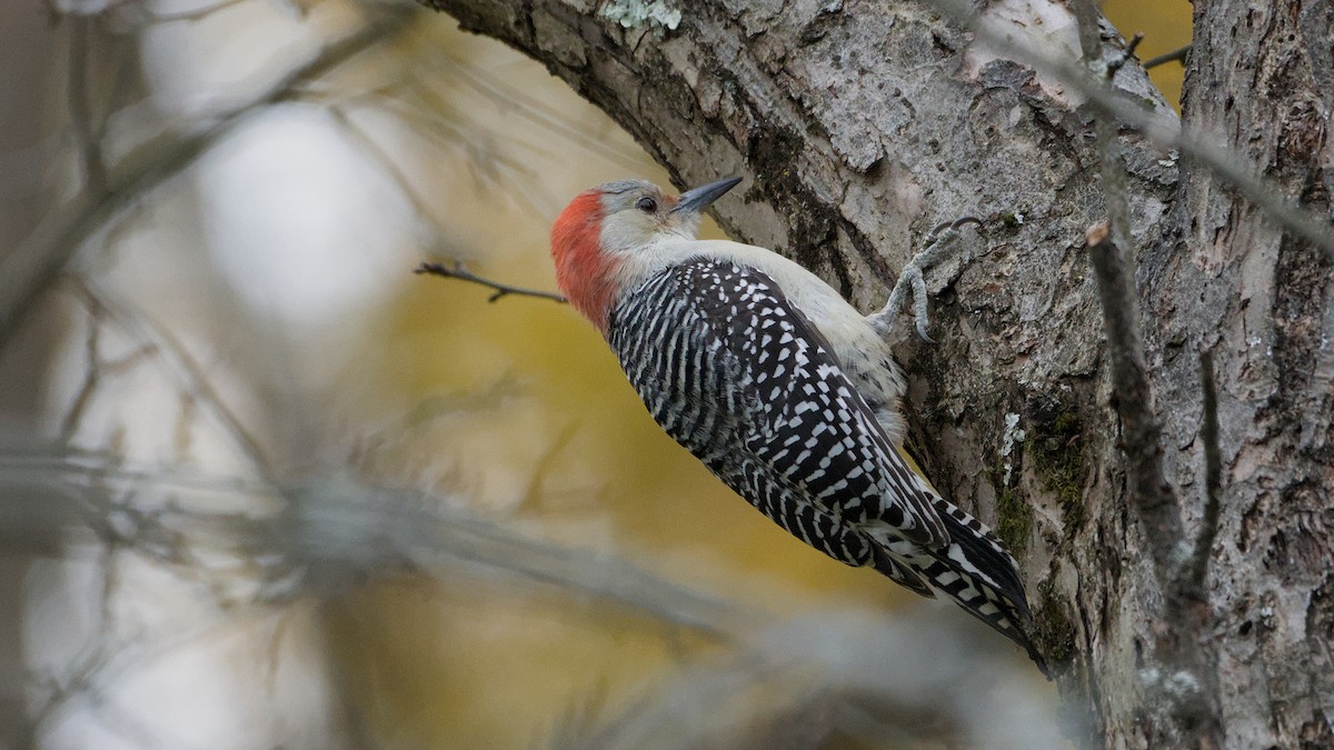 Red-bellied Woodpecker - ML644810193