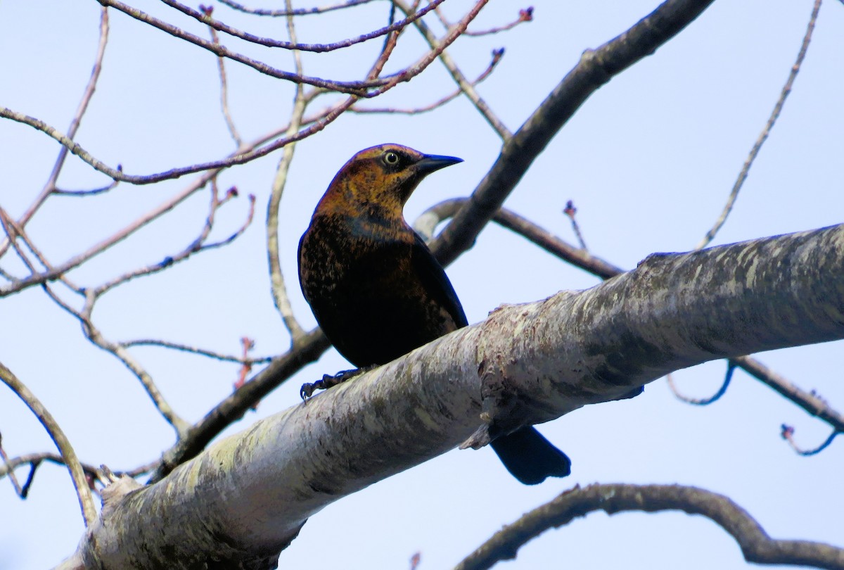 Rusty Blackbird - ML644810194