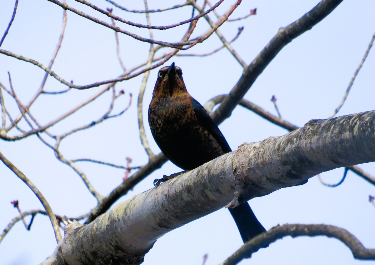 Rusty Blackbird - ML644810195