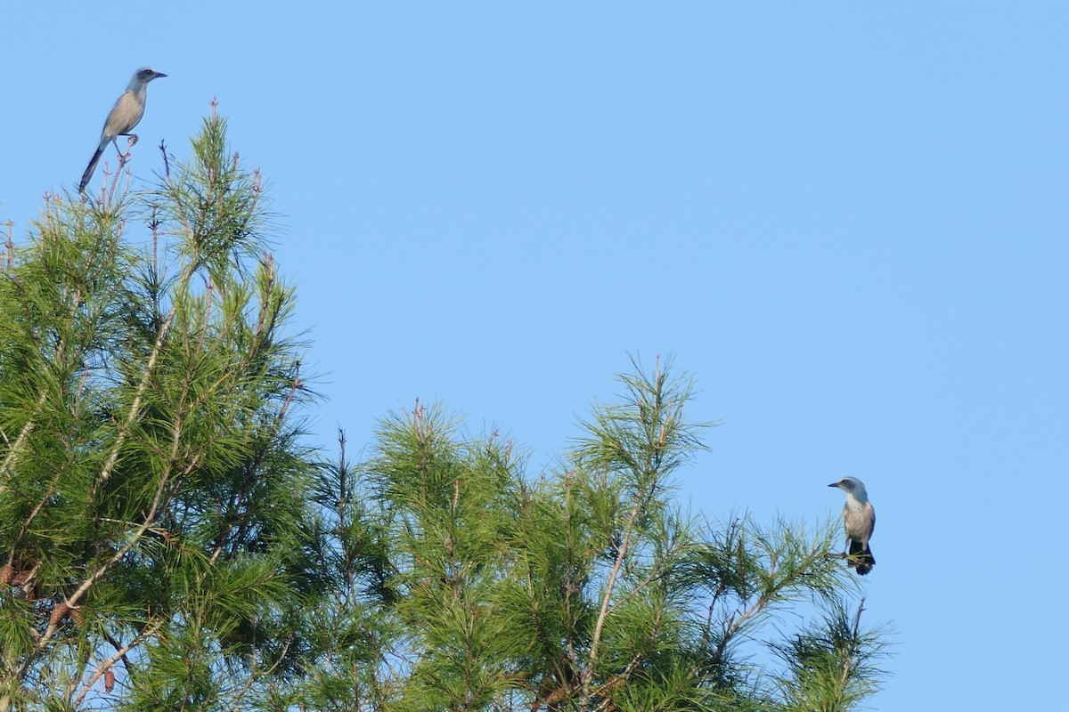 Chara Floridana - ML644810201