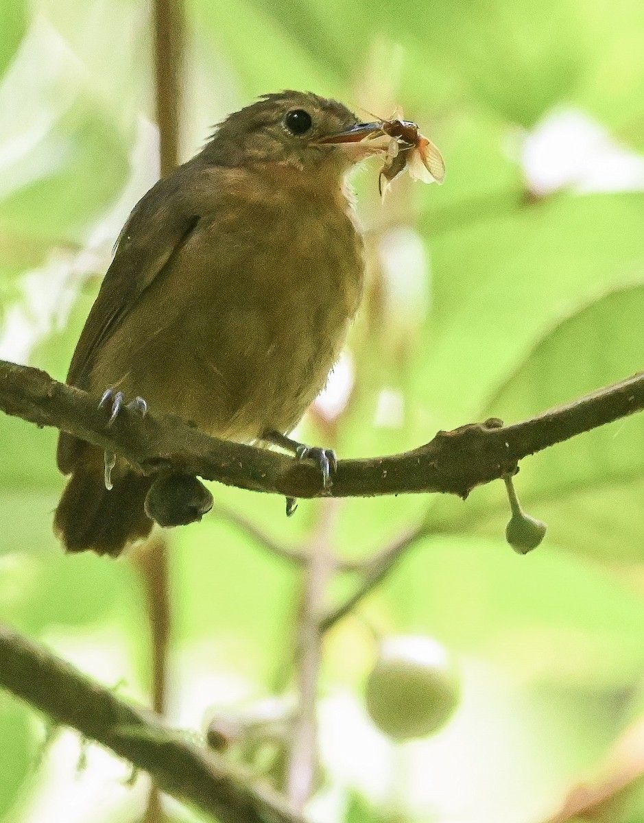 Plain Antvireo - ML644810202
