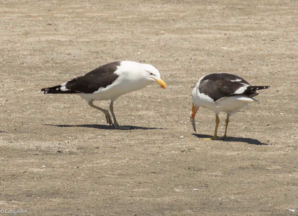 Kelp Gull - ML644810205