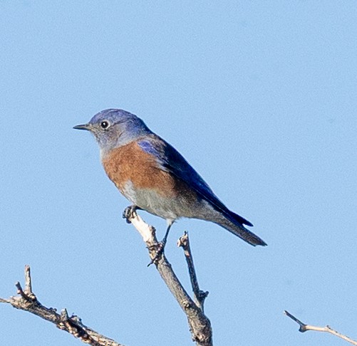 vestblåfugl - ML644810209