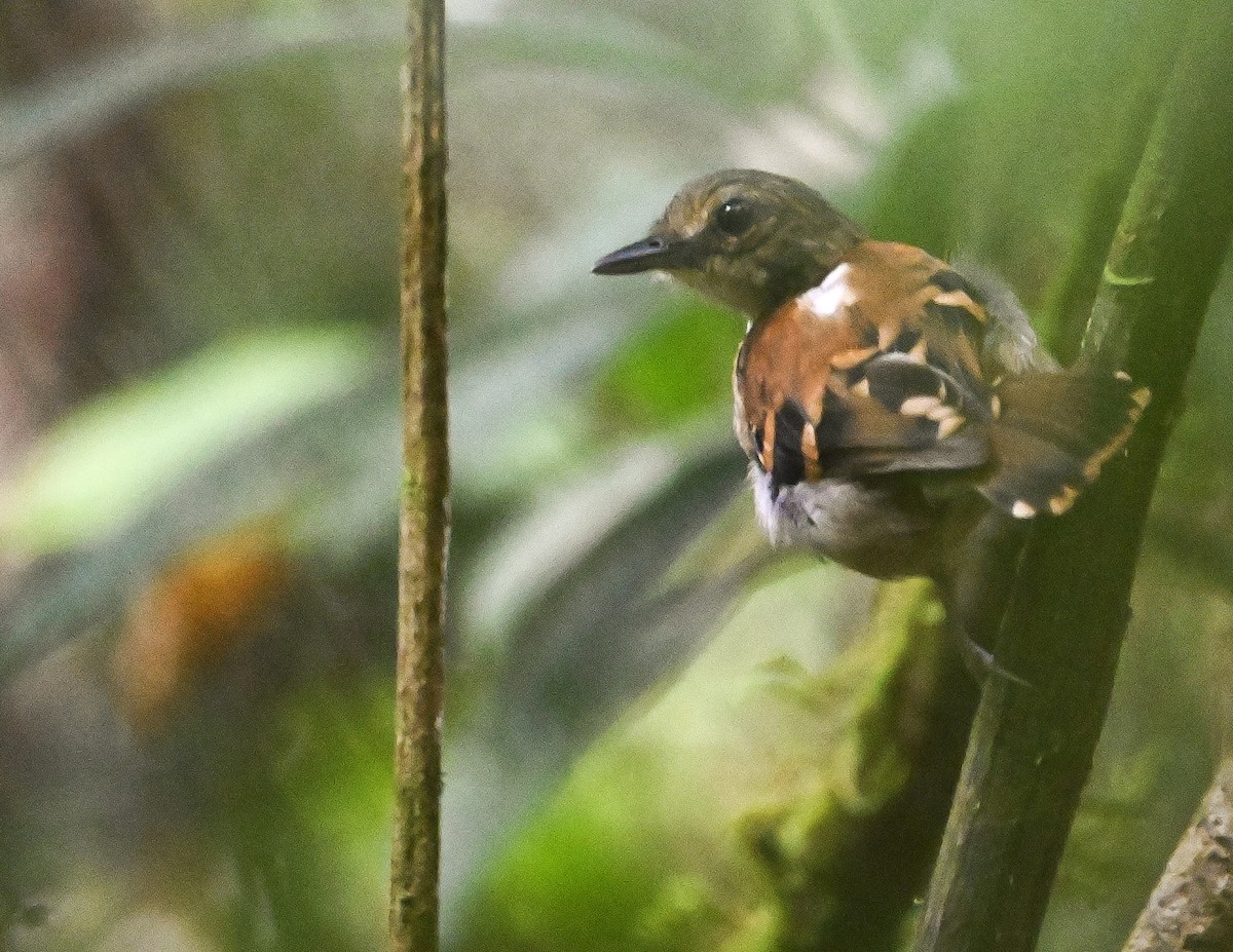 Spotted Antbird - ML644810210