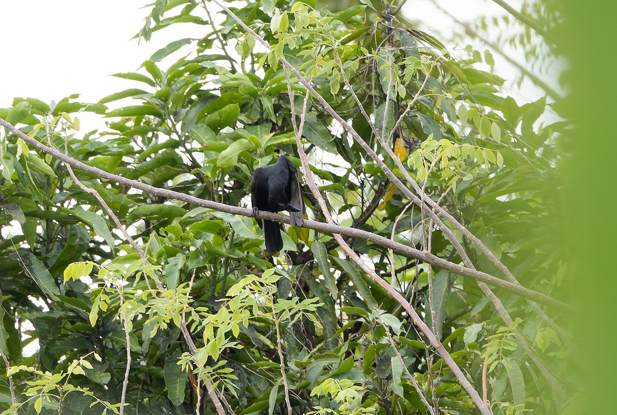 Obi Paradise-crow - ML644810216